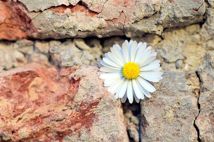 white, yellow, wall, Flower, Daisy, Stone Wall, wallflower, daisies in the wall, flowers in the wall, beautiful