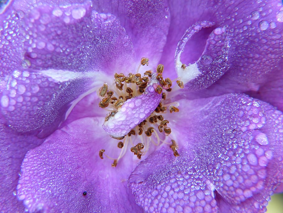 macro photography, purple, rose, dew, drop of water, blossom, bloom, nature, flower, plant