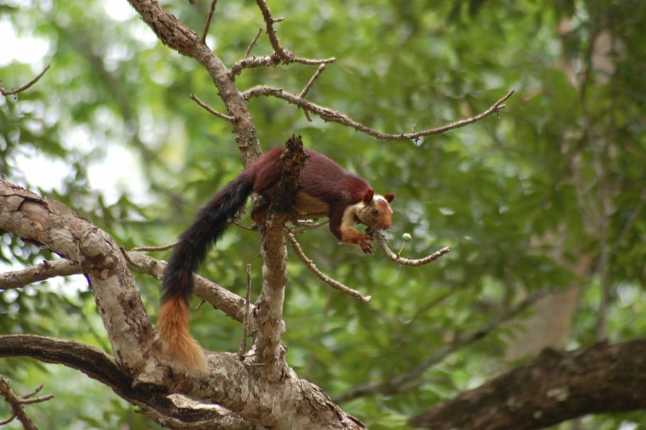 indian joint squirrel, western ghat squirrel, squirrel, wildlife, animal, nature, wild, forest, mammal, cute