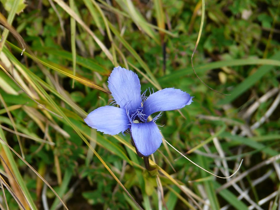 Gentian, Ordinary, ordinary fransenenzian, blue, gentianopsis ciliata, gentianella ciliata, gentiana ciliata, ragged gentian, gentian plant, gentianaceae