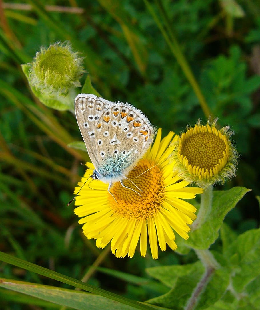 common blue, butterfly, Common Blue, Blue, Butterfly, butterfly, polyommatus icarus, nature, yellow flower, wild flower, flower, insect