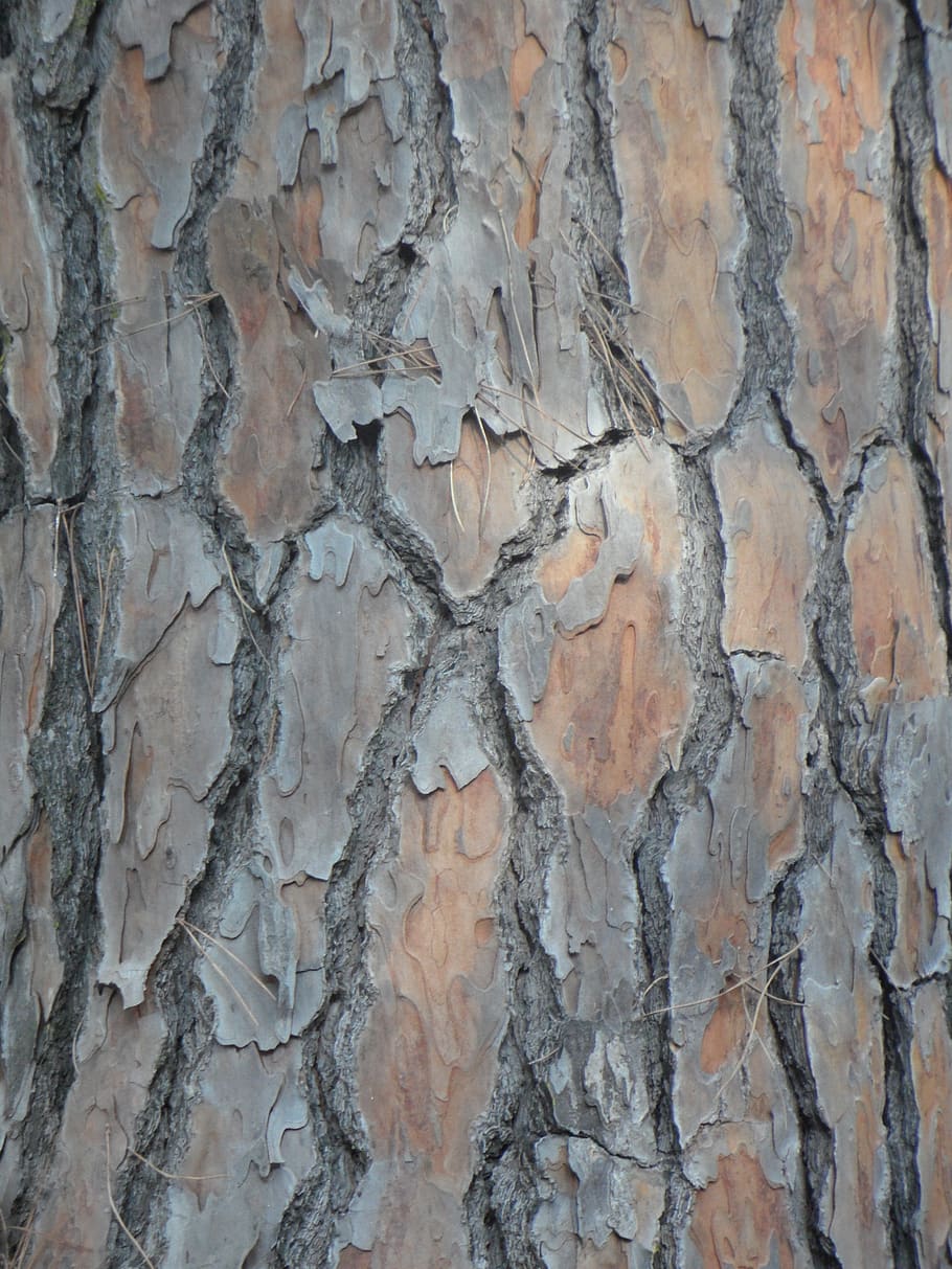 pine, bark, tribe, background, structure, texture, wood, log, furrowed, irregular