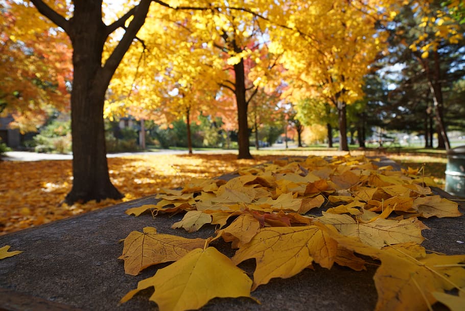 maple, leaves, tree, autumn, thanksgiving, halloween, fall, yellow, orange, nature