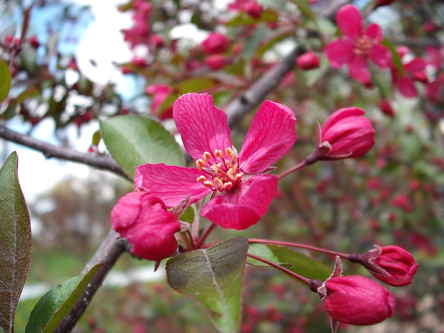 crabapple, profusion pink, blossom, pink, flower, tree, spring, nature, bloom, petal
