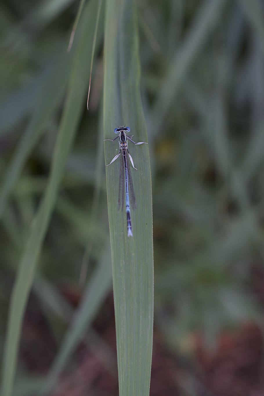 horseshoe-azure bridesmaid, dragonfly, blue dragonfly, reed, insect spring dragonfly, halm, coenagrion puella, small dragonflies, small dragonfly, azure bridesmaid