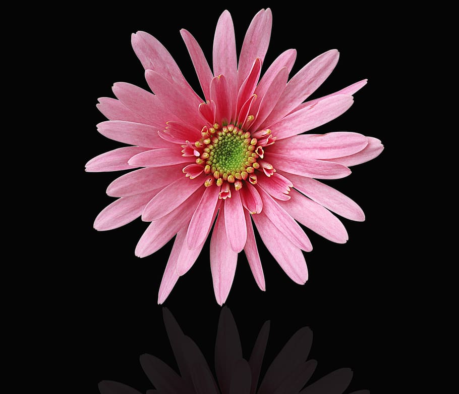 pink, petaled flower, black, background, flower, plant, petal, nature, floral, black background