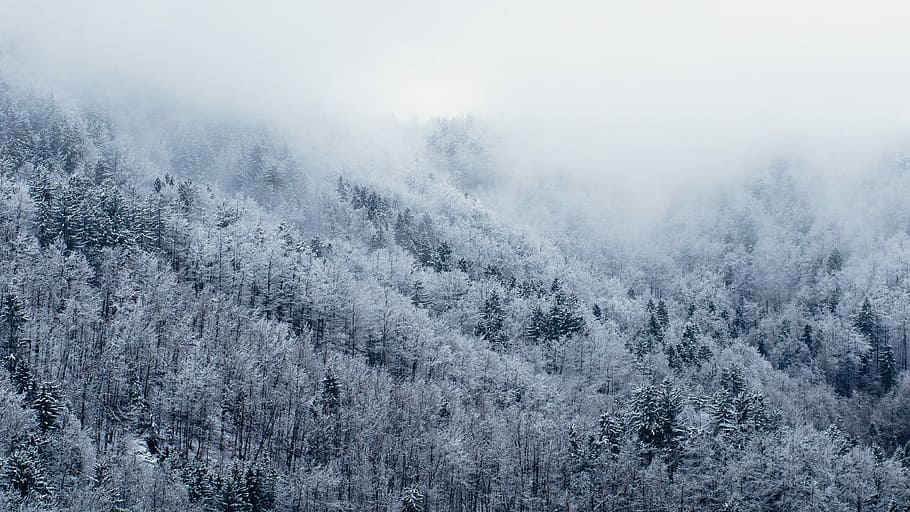 snowy mountain, winter, snow, nature, forest, mountain, tree, cold - Temperature, landscape, frost