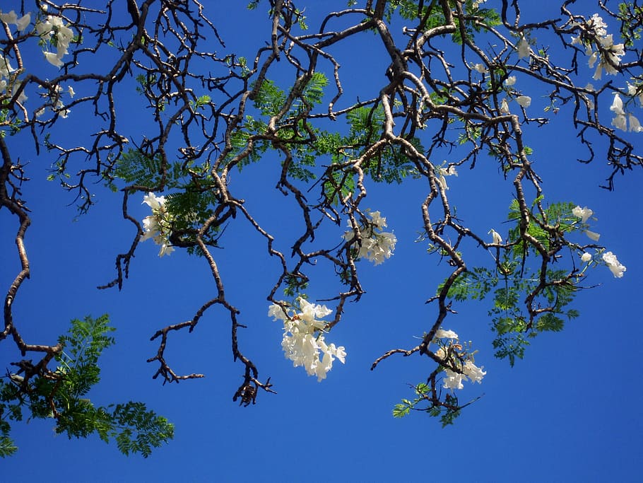 ジャカランダ, 木, 花, 白, 空, 青, 自然, 枝, 低角度のビュー, 植物