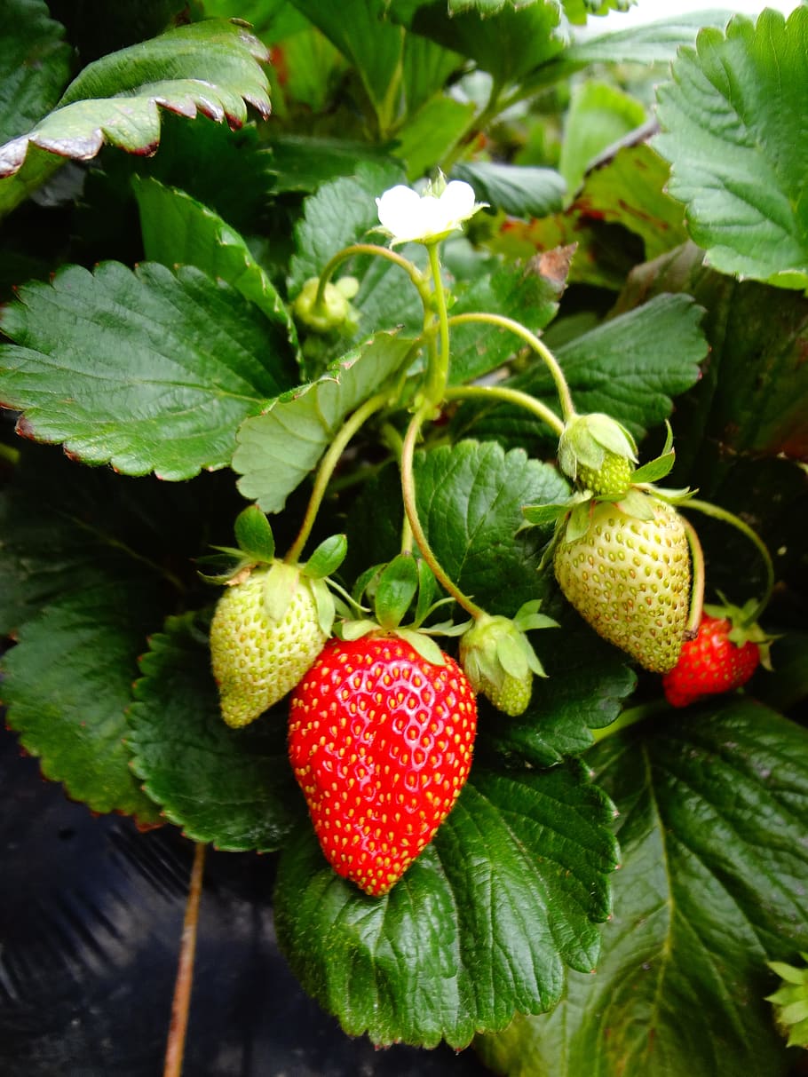 ripe, unripe, strawberries photography, Strawberry, Plant, Fruit, strawberry plant, leaf, freshness, food and drink