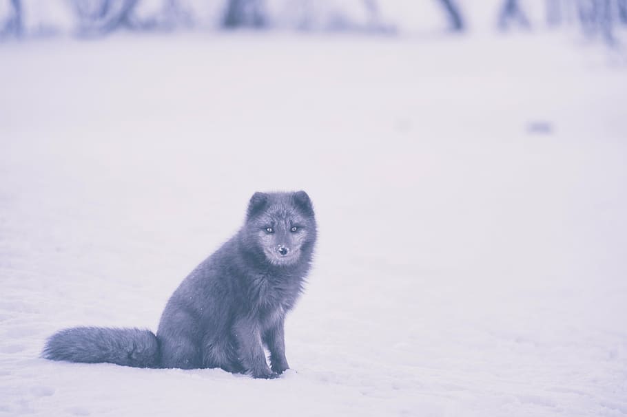 short-coated, gray, wolf, top, snow, fox, animal, wildlife, winter, one animal