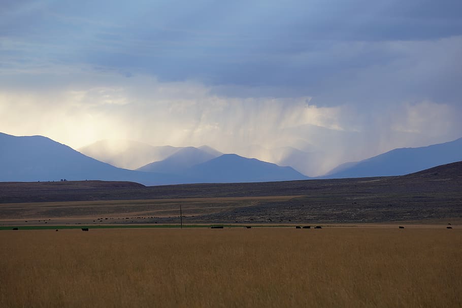 montana, big sky country, cows, mountains, sky, nature, mountain, landscape, rain, land