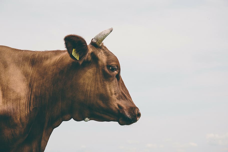 close, brown, cow, agriculture, animal, animal photography, blur, close-up, daylight, farm