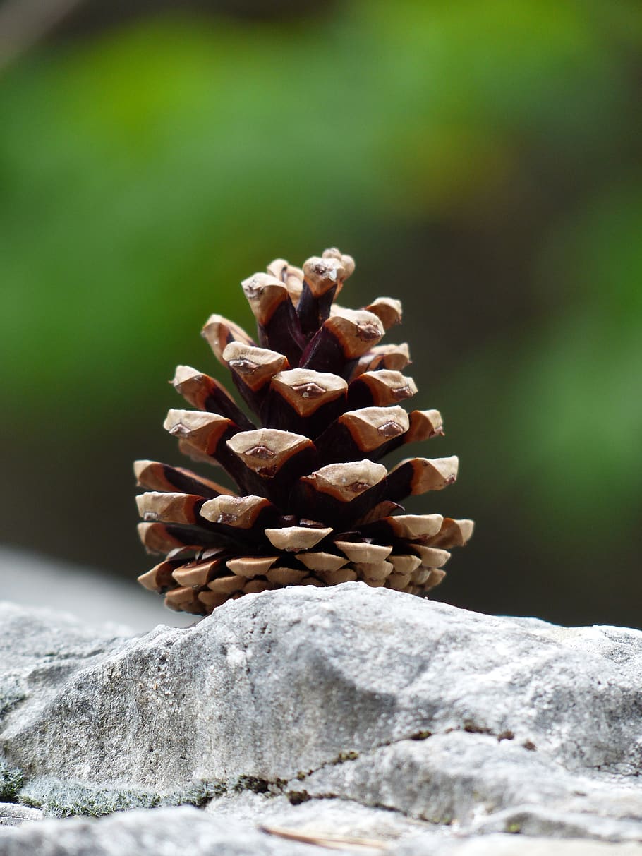 conos de pino, grifo, semillas, piedra, estróbilos, conos de coníferas, sin gente, piña, primer plano, naturaleza