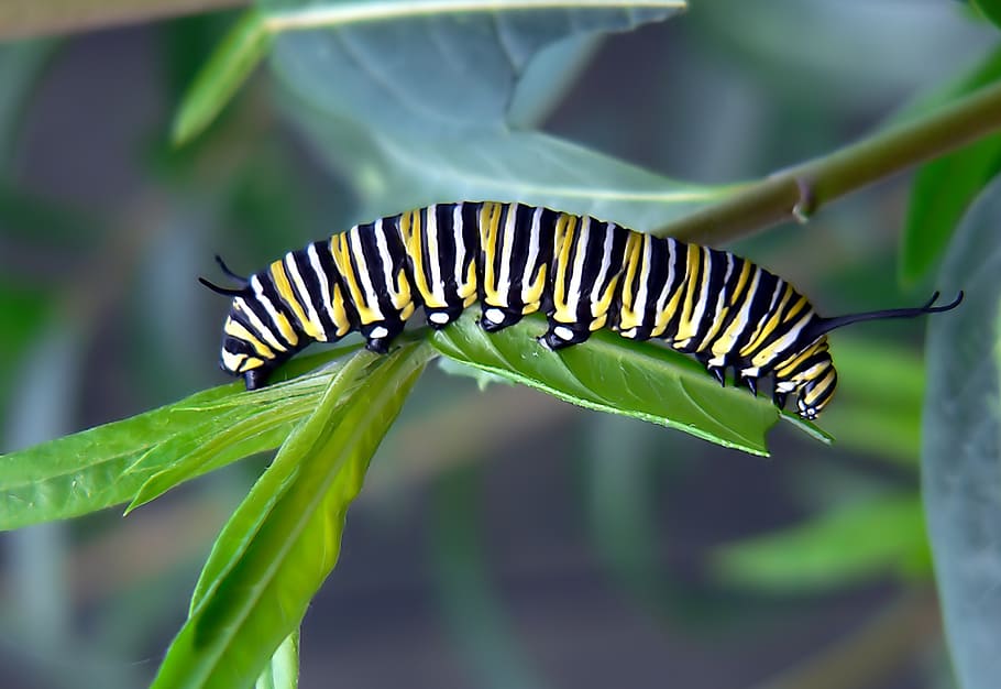 Caterpillar, green and black caterpillar, animal wildlife, invertebrate, green color, insect, animals in the wild, close-up, one animal, animal themes