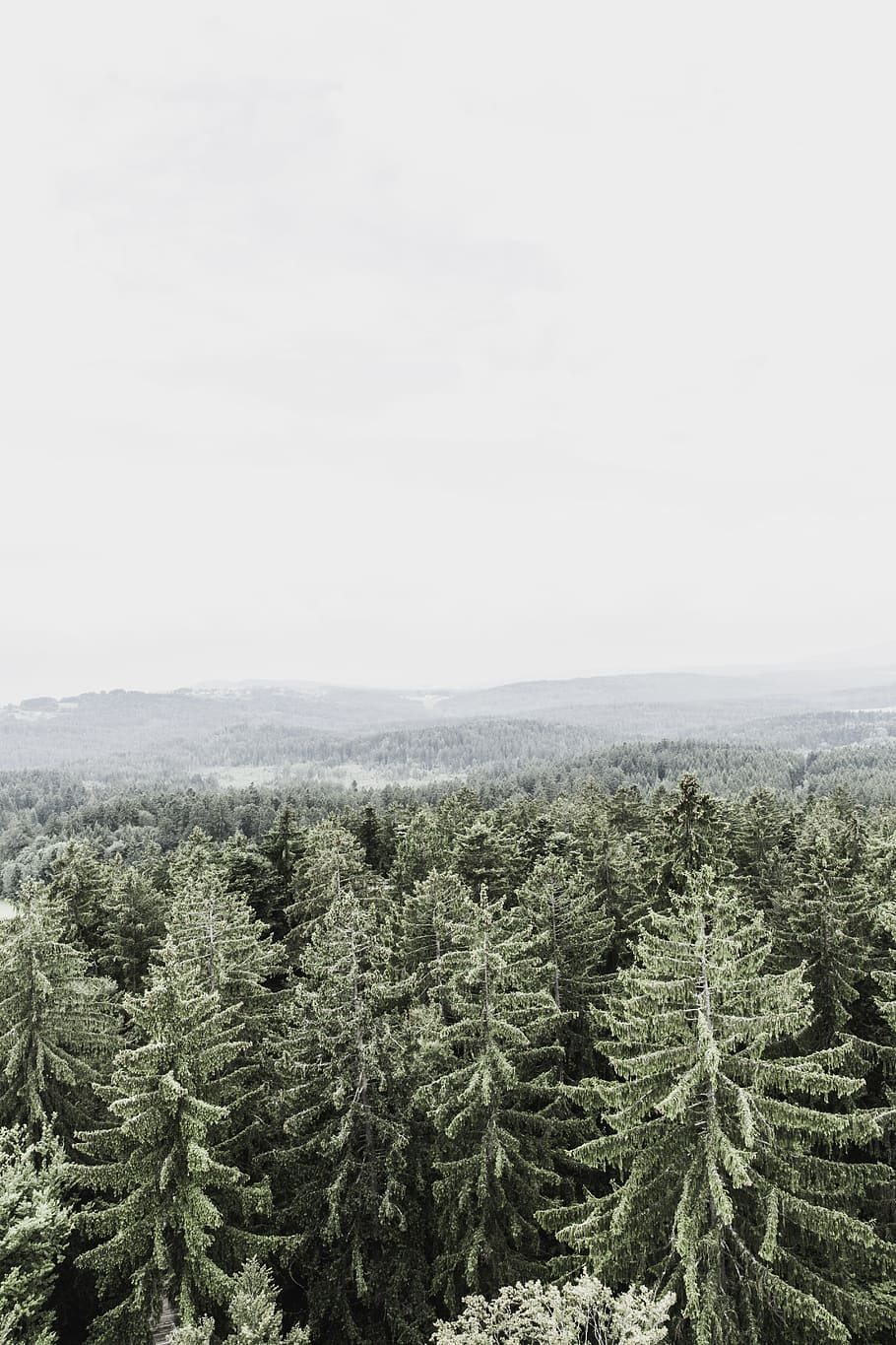 Forest, Hill, Mountains, Landscape, forest, hill, meadow, green, nature, sky, outlook