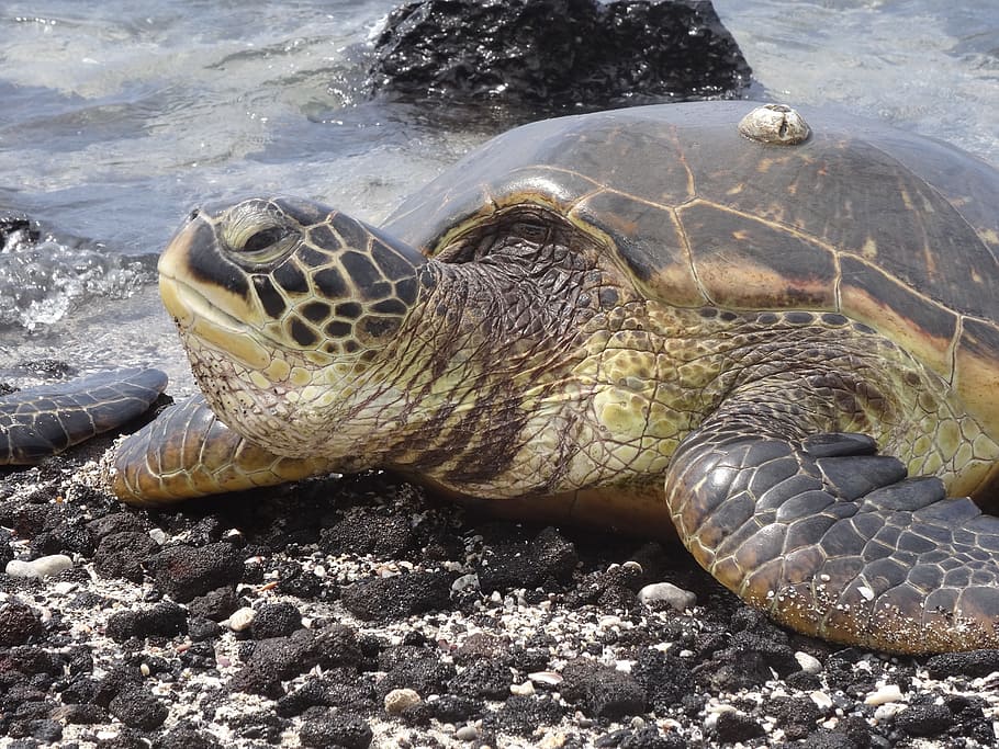 foto de primer plano, negro, gris, tortuga, al lado, agua, tortuga marina, mundo animal, hawaii, océano