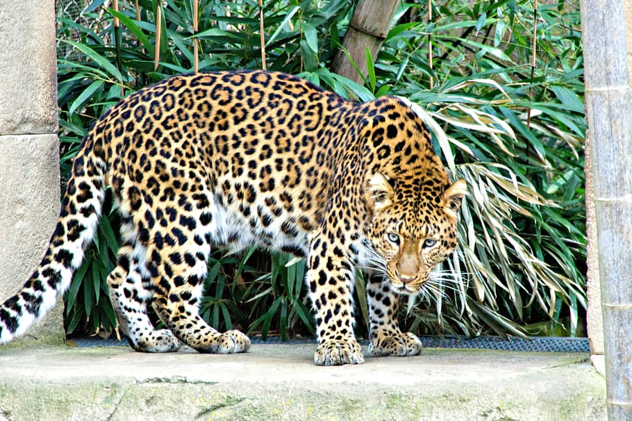 leopard, zoo, feline, predator, big cat, animal wildlife, animal themes, animal, cat, mammal