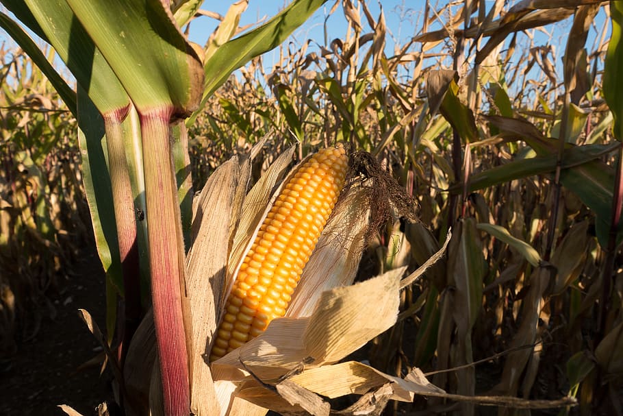 close-up photo, yellow, corn, cornfield, corn on the cob, zea mays, cereals, food, autumn, kukuruz
