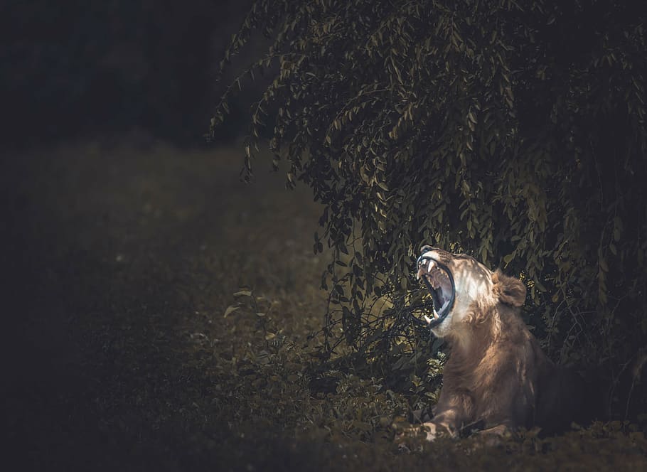 howling, lioness, tree, lion, animal, forest, trees, plants, nature, outdoor