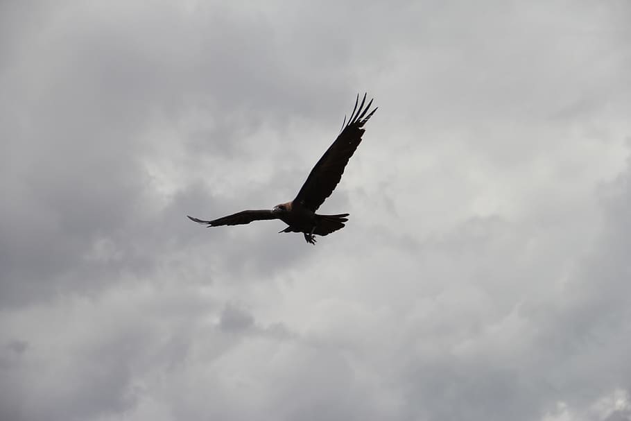 silhouette, flying, hawk, cloudy, sky, daytime, bald eagle, skies, crow, raven