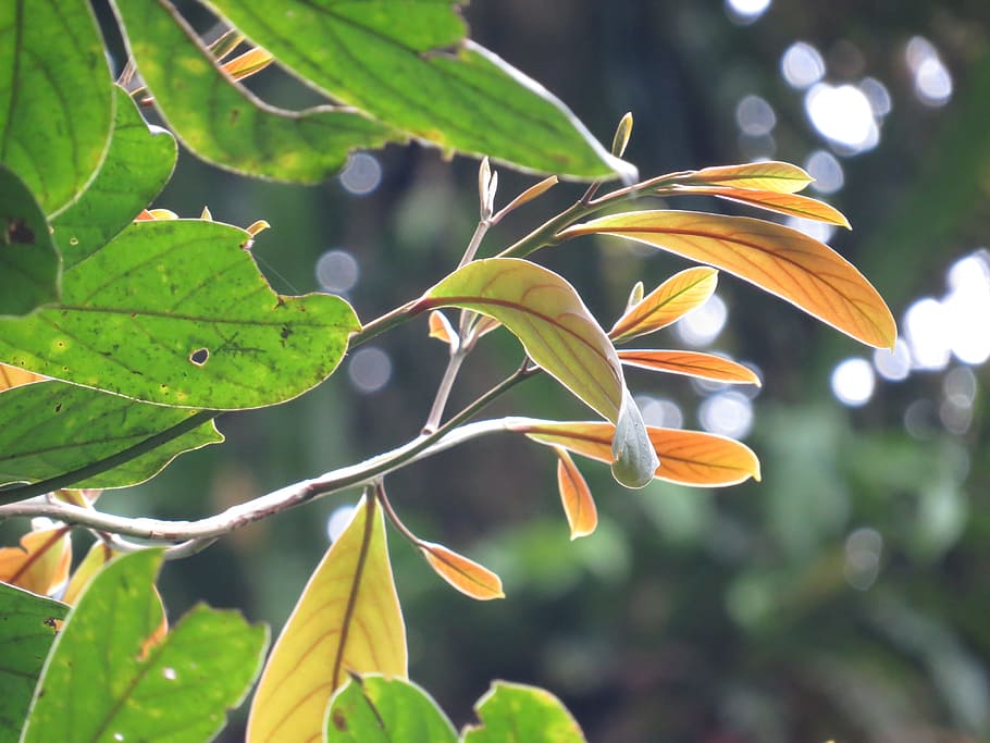 잎, 코스타리카, 정글, 코스타, 리카, 자연, 녹색, 열 대, 숲, 중앙