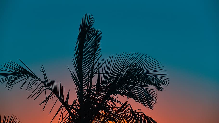silhouette, blue, sky, palm, tree, plant, leaf, nature, sunset, palm Tree