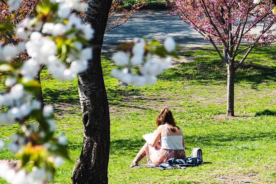 ciudad de nueva york, central park, primavera, relajarse, tomar el sol, leer, flor, árbol, parque, naturaleza