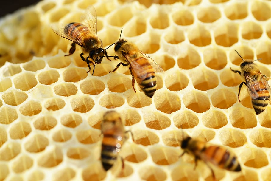 foto de primer plano, abejas, panal, construcción de panal, miel, buckfast, peines, colmena, dorado, néctar