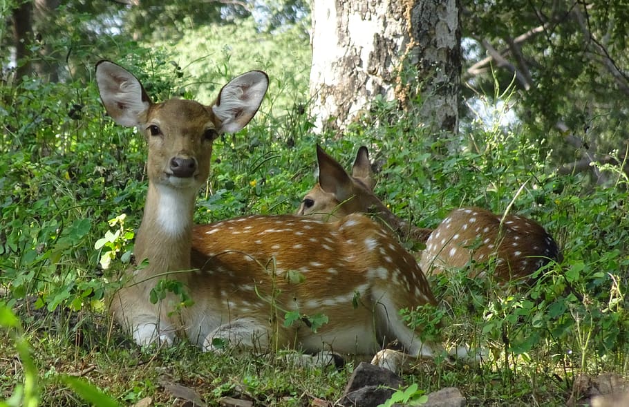 spotted deer, chital, doe, female, axis axis, deer, wildlife, mammal, wild, animal
