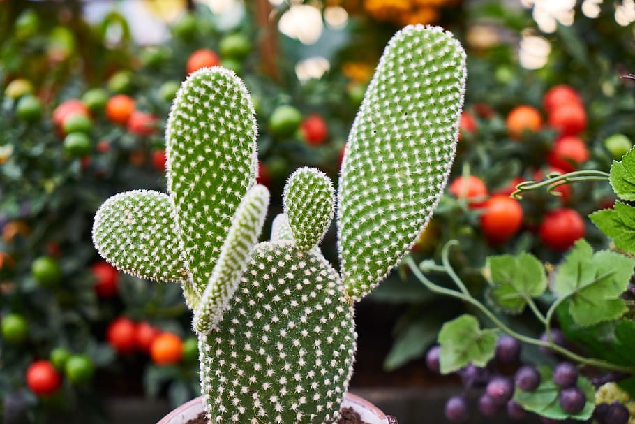 closeup, green, prickly, pear cactus, plant, flowerpot, oxygen, chlorophyll, photosynthesis, vegetation