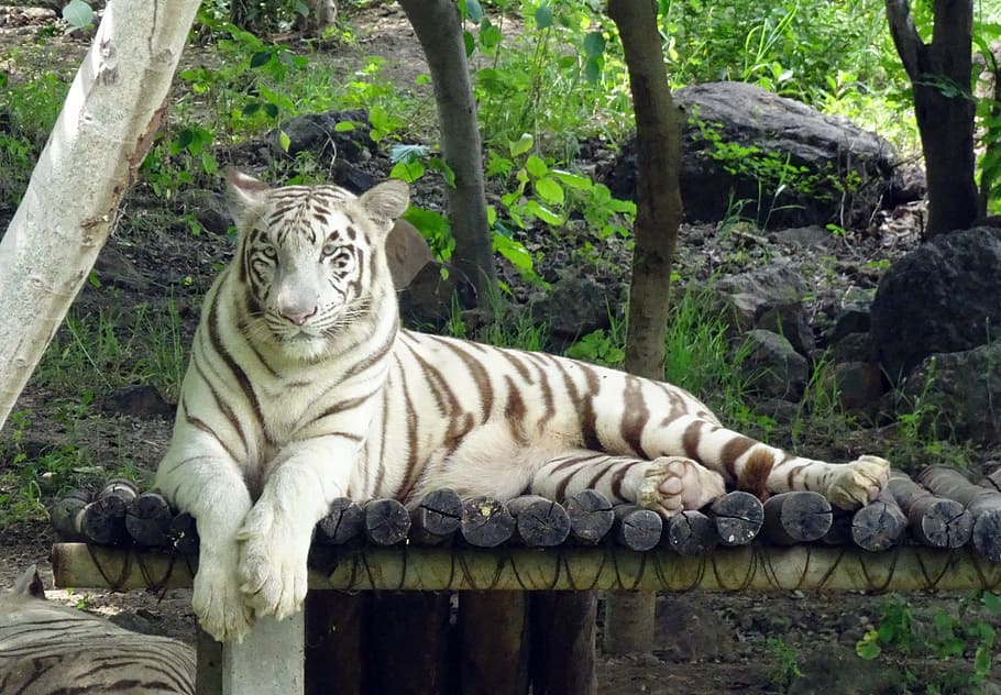 tiger, white tiger, cat, animal, wildlife, wild, feline, predator, big, mammal