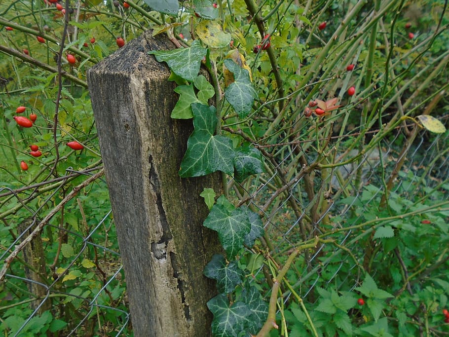 fence, wood, wooden, wire fence, amber, rosehips, region, village, rural, green
