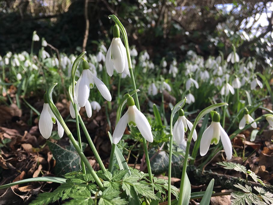 Snowdrops, Spring, Flowers, White, spring, flowers, garden, floral, bloom, fresh, outdoors