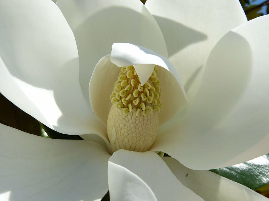 Magnolia, mediterráneo, flor, floración, blanco, planta, flora, frescura, primer plano, inflorescencia