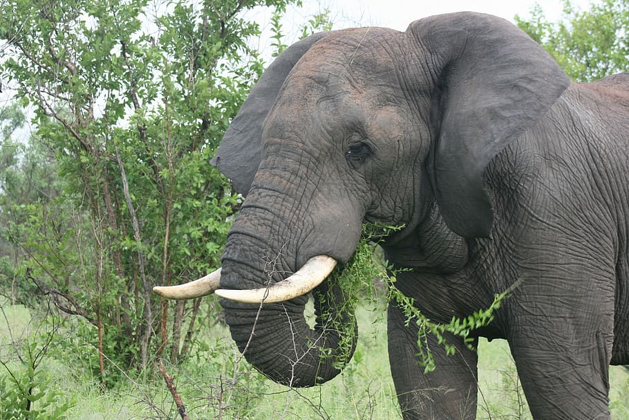 elephant, landscape, sun, wilderness, dominant, trunk, tusks, ivory, endangered, care