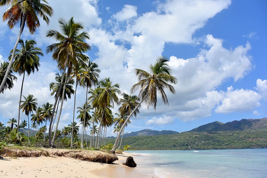 República Dominicana, Praia, Mar, Oceano, Caribe, férias, palmeiras, viagem, tropical, palmeira Clima tropical