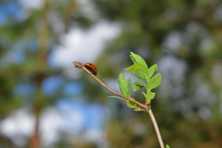 ladybug, nature, insect, greens, spring, plant, summer, macro, leaves, of god