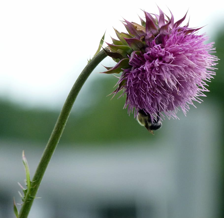 bumble bee, bee, bumble, thistle, milk thistle, insect, flower, pollination, bumble-bee, honey