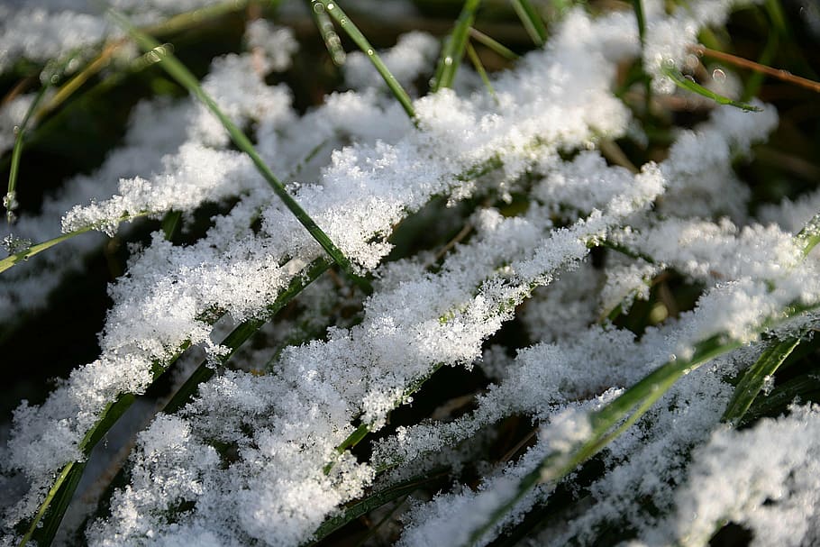 verde, hierba, cubierto, nieve, briznas de hierba, primera nieve, resfriado, caída de temperatura, temperatura fría, invierno