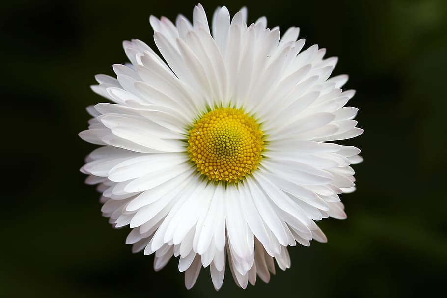 white, daisy flower, bloom, blossom, close-up, flora, flower, hd wallpaper, macro, plant