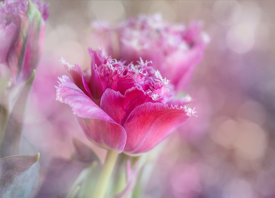 selective, focus photography, pink, petaled flower, tulips, breeding, flower, blossom, bloom, nature