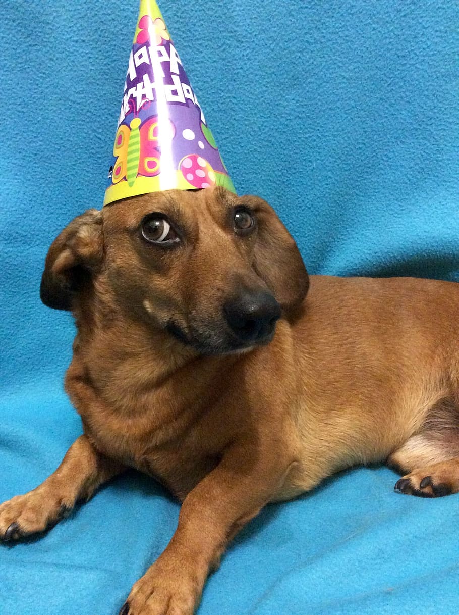 party, day of birth, holiday, one animal, canine, dog, domestic, pets, mammal, animal