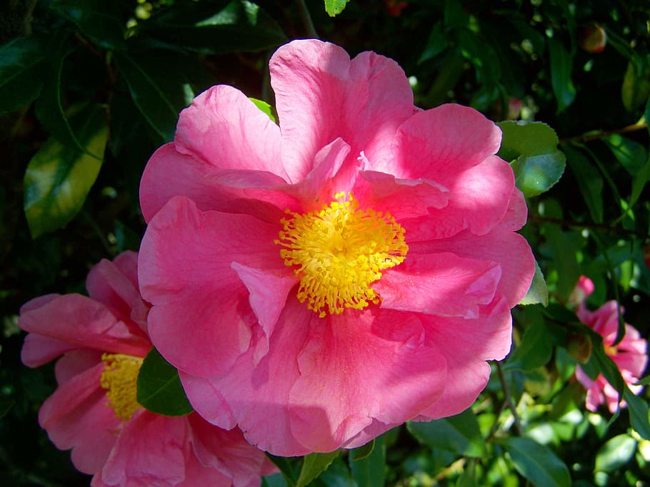 camellia, pink flower, shrub, flower, flowering plant, plant, fragility, vulnerability, beauty in nature, freshness