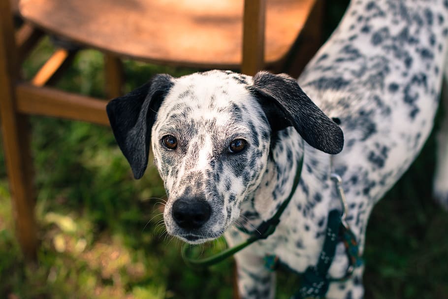 dog, dalmatian, spots, black and white, black ears, portrait, canine, one animal, domestic, pets