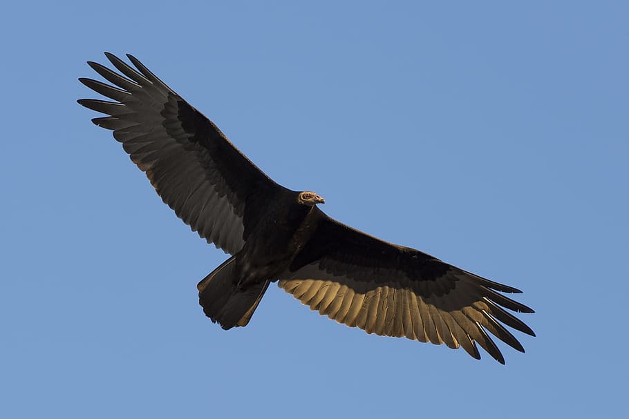 black, eagle, flying, blue, sky, turkey vulture, bird, wildlife, nature, scavenger