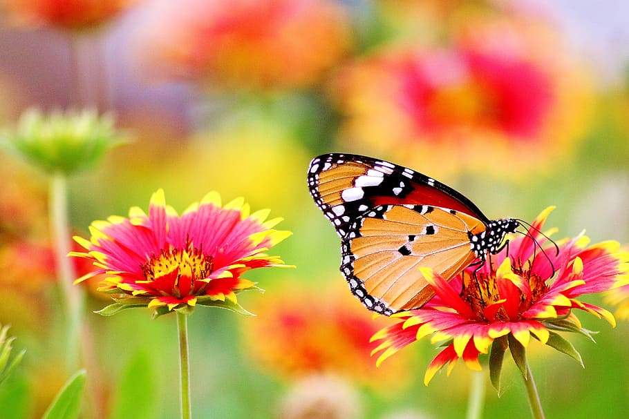 monarch butterfly, perched, pink-and-yellow petaled flower, closeup, flower, red, nature, plant, summer, garden
