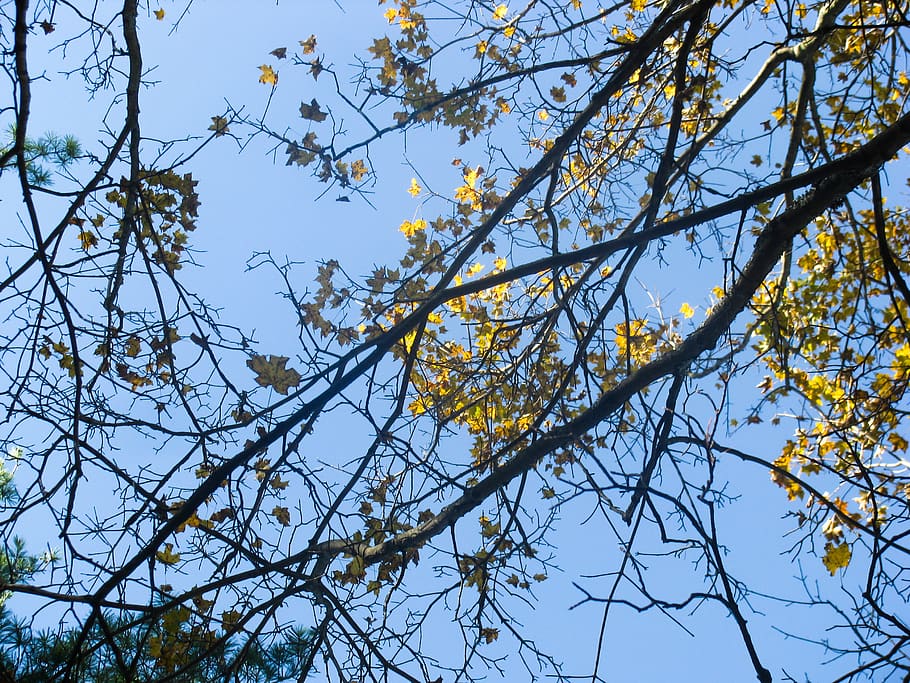 árboles, ramas, hojas, cielo, Árbol, vista de ángulo bajo, planta, rama, belleza en la naturaleza, crecimiento
