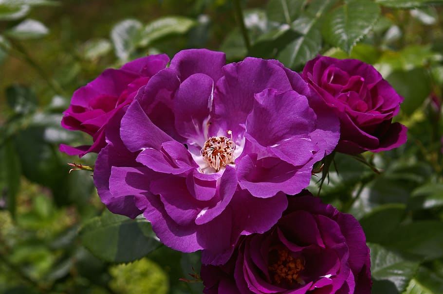 close, photography, purple, roses, bloom, daytime, rose, rhapsody in blue, blue rose, bluest rose