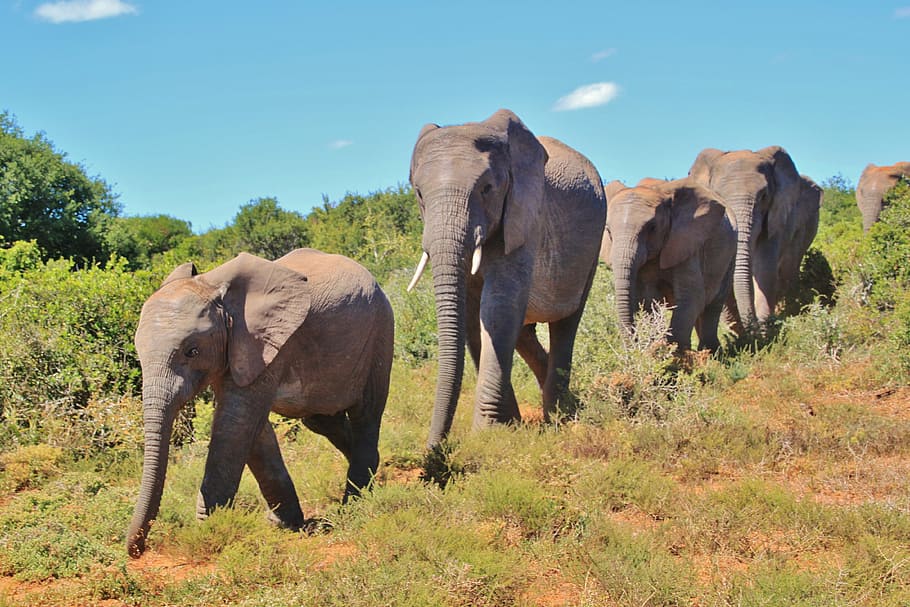 foto satwa liar, empat, gajah, gajah afrika semak, kawanan, hewan, afrika, safari, hutan belantara, afrika selatan