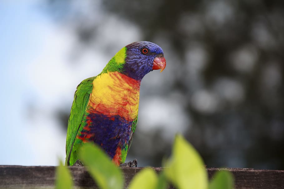 australia, natural, bird, parrot, green, red, yellow, bright, black, colour